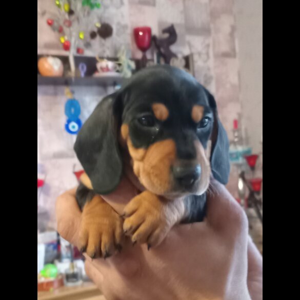 Dachshund (Standard &amp; Miniature) - Both