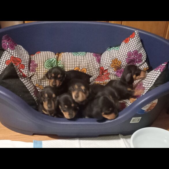 Dachshund (Standard &amp; Miniature) - Both
