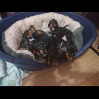 Dachshund (Standard &amp; Miniature) - Both