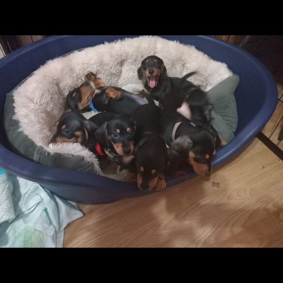 Dachshund (Standard &amp; Miniature) - Both
