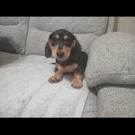Dachshund (Standard &amp; Miniature) - Both