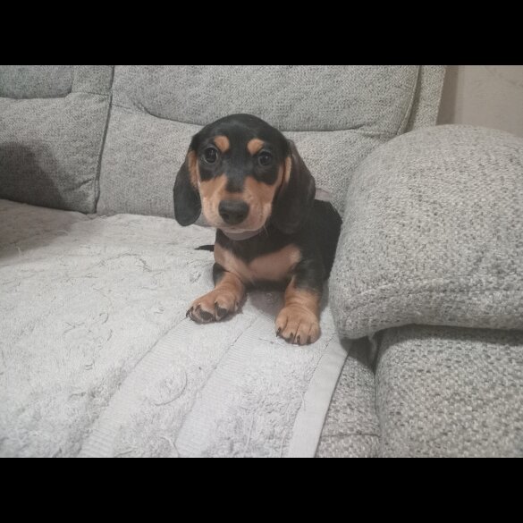 Dachshund (Standard &amp; Miniature) - Both