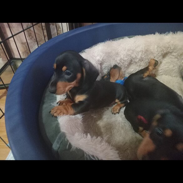 Dachshund (Standard &amp; Miniature) - Both