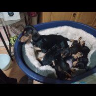Dachshund (Standard &amp; Miniature) - Both