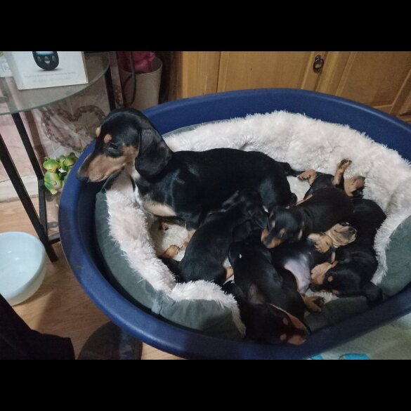 Dachshund (Standard &amp; Miniature) - Both