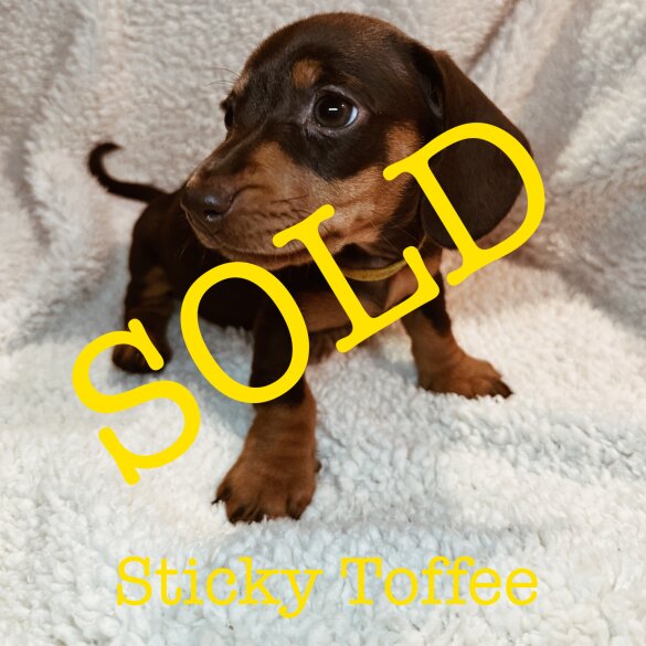 Dachshund (Standard &amp; Miniature) - Both