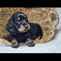 Dachshund (Standard &amp; Miniature) - Both