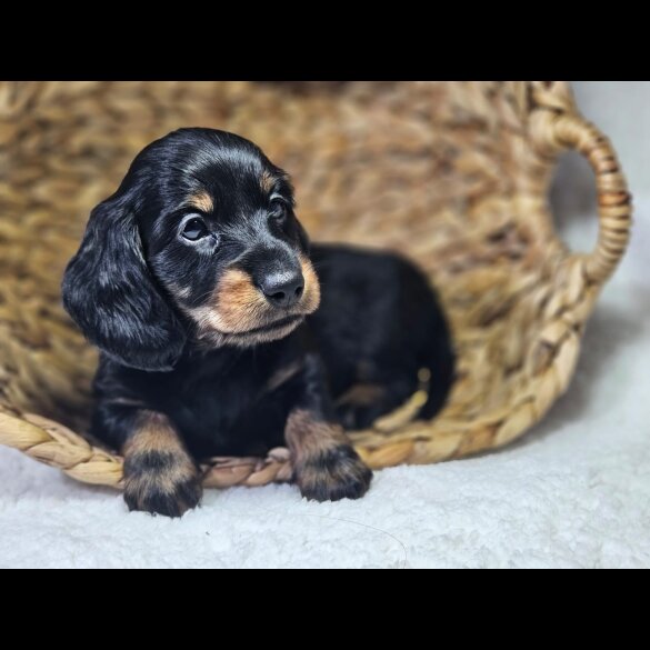 Dachshund (Standard &amp; Miniature) - Both