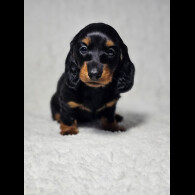 Dachshund (Standard &amp; Miniature) - Both