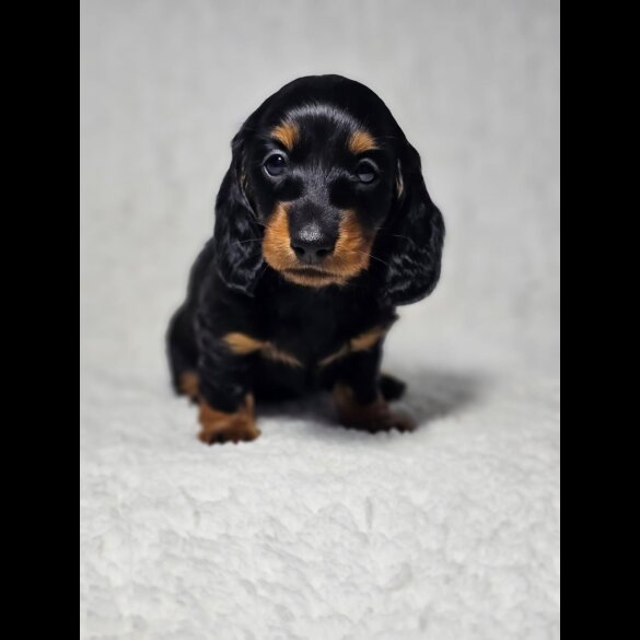 Dachshund (Standard &amp; Miniature) - Both