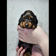 Dachshund (Standard &amp; Miniature) - Both