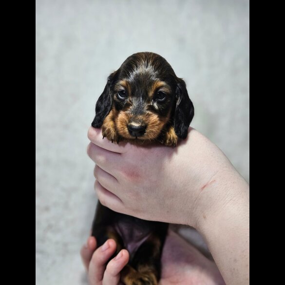 Dachshund (Standard &amp; Miniature) - Both