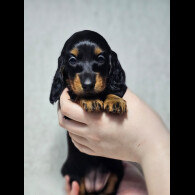 Dachshund (Standard &amp; Miniature) - Both