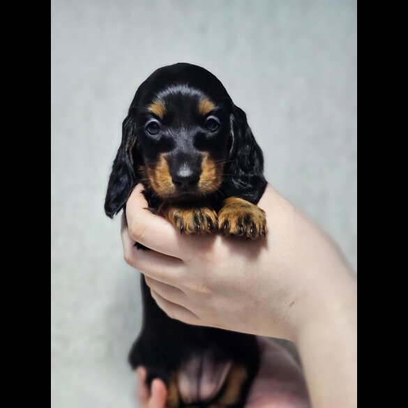 Dachshund (Standard &amp; Miniature) - Both