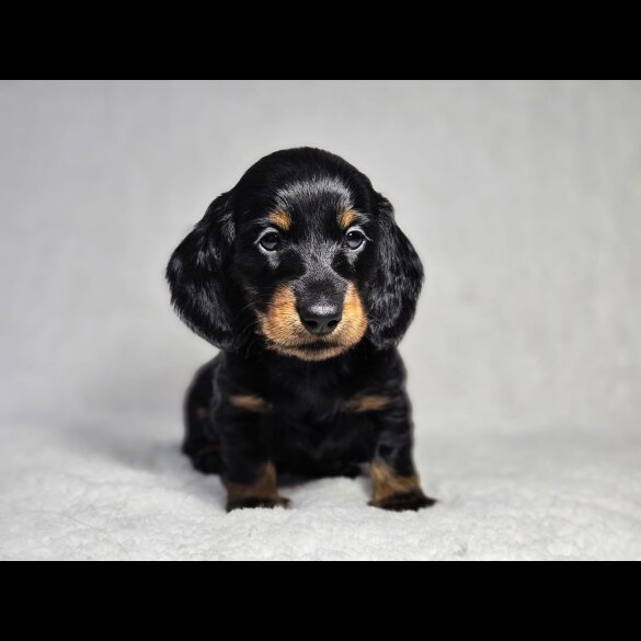 Dachshund (Standard &amp; Miniature) - Both