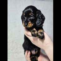 Dachshund (Standard &amp; Miniature) - Both