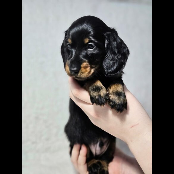 Dachshund (Standard &amp; Miniature) - Both