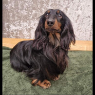 Dachshund (Standard &amp; Miniature) - Both