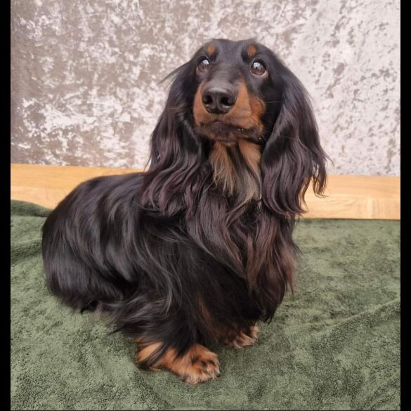 Dachshund (Standard &amp; Miniature) - Both