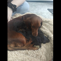 Dachshund (Standard &amp; Miniature) - Both