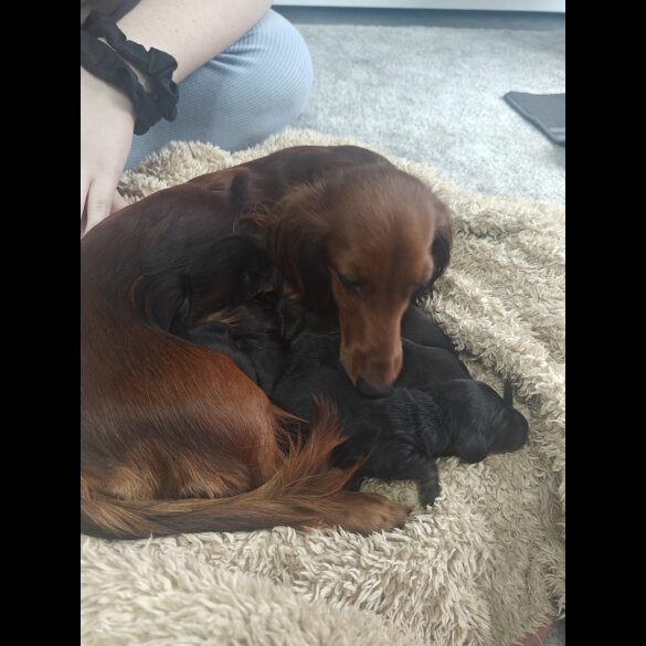 Dachshund (Standard &amp; Miniature) - Both