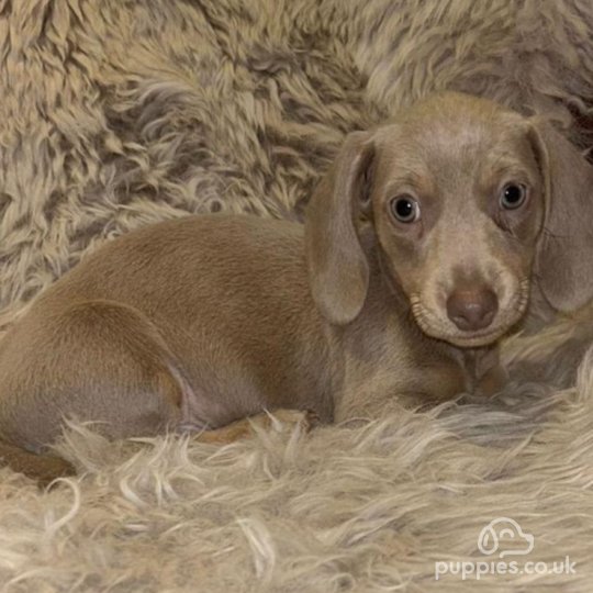 Places to buy puppies near me hot sale