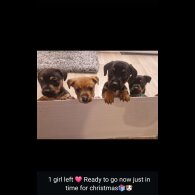 Dachshund (Standard &amp; Miniature) - Both