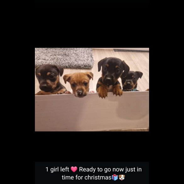 Dachshund (Standard &amp; Miniature) - Both
