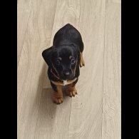 Dachshund (Standard &amp; Miniature) - Both