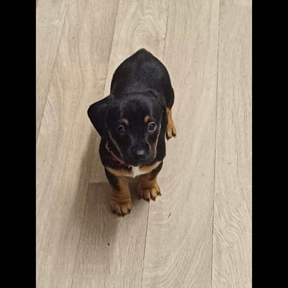 Dachshund (Standard &amp; Miniature) - Both