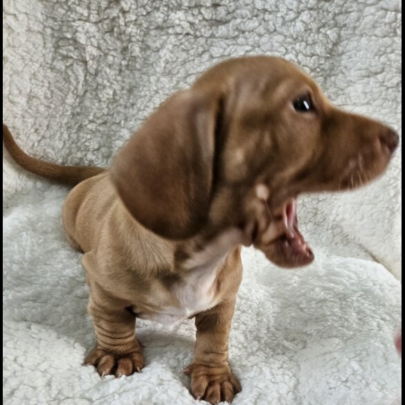 Dachshund (Standard &amp; Miniature) - Both