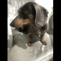 Dachshund (Standard &amp; Miniature) - Dogs