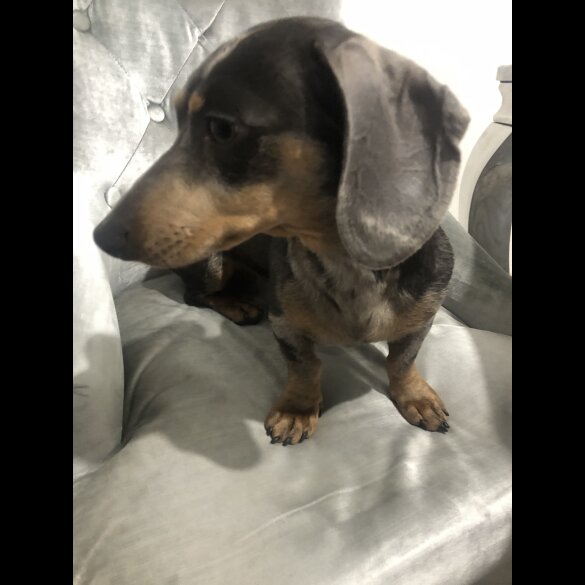 Dachshund (Standard &amp; Miniature) - Dogs