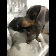 Dachshund (Standard &amp; Miniature) - Dogs