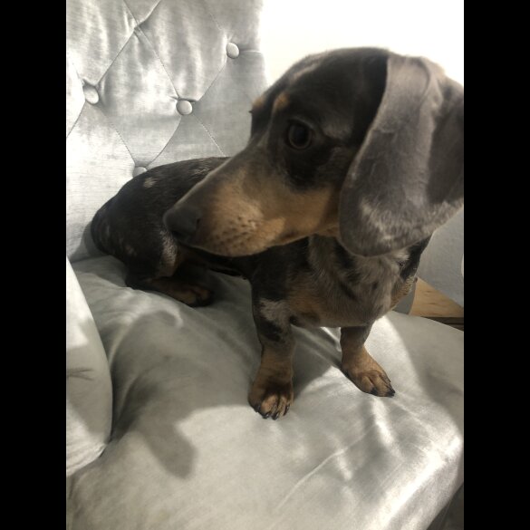 Dachshund (Standard &amp; Miniature) - Dogs