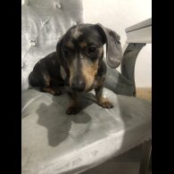 Dachshund (Standard &amp; Miniature) - Dogs