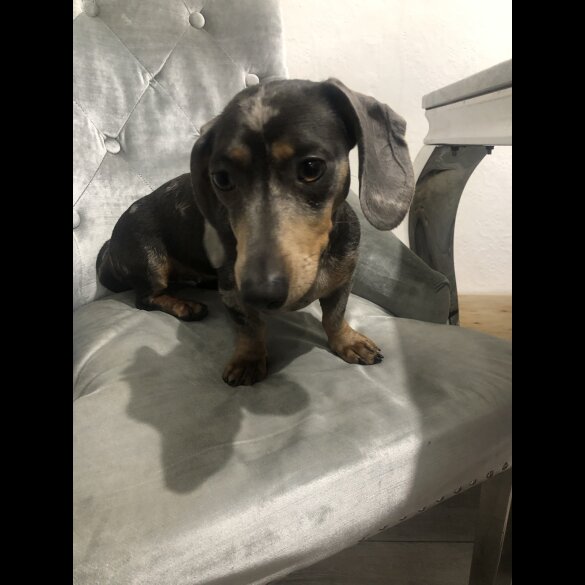 Dachshund (Standard &amp; Miniature) - Dogs