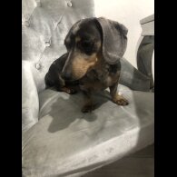 Dachshund (Standard &amp; Miniature) - Dogs
