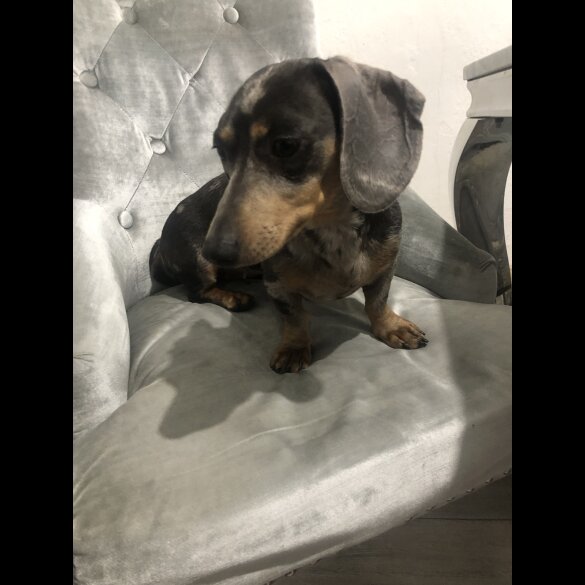 Dachshund (Standard &amp; Miniature) - Dogs