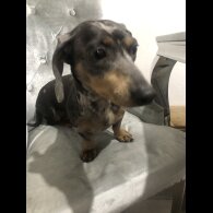 Dachshund (Standard &amp; Miniature) - Dogs