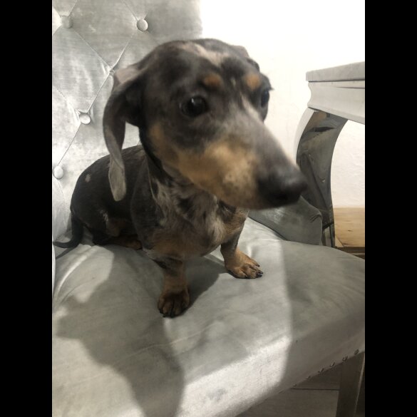 Dachshund (Standard &amp; Miniature) - Dogs