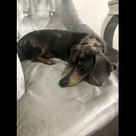 Dachshund (Standard &amp; Miniature) - Dogs