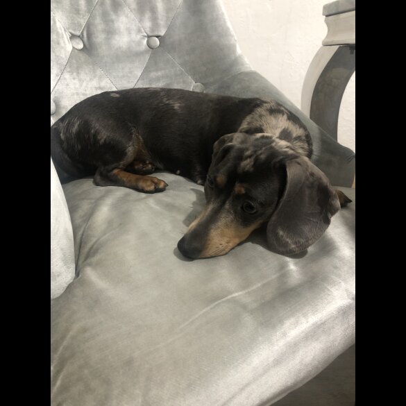 Dachshund (Standard &amp; Miniature) - Dogs