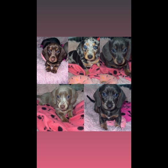 Dachshund (Standard &amp; Miniature) - Bitches