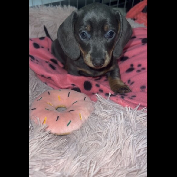 Dachshund (Standard &amp; Miniature) - Bitches