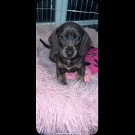 Dachshund (Standard &amp; Miniature) - Bitches