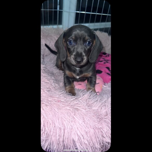 Dachshund (Standard &amp; Miniature) - Bitches