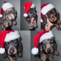 Dachshund (Standard &amp; Miniature) - Bitches