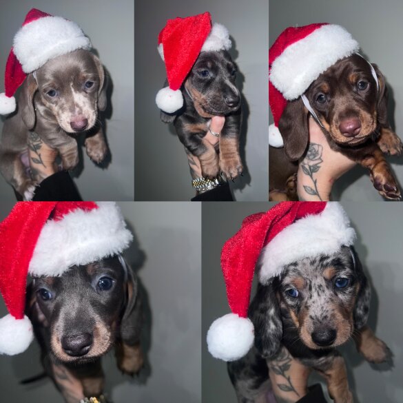 Dachshund (Standard &amp; Miniature) - Bitches