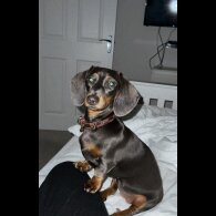 Dachshund (Standard &amp; Miniature) - Bitches